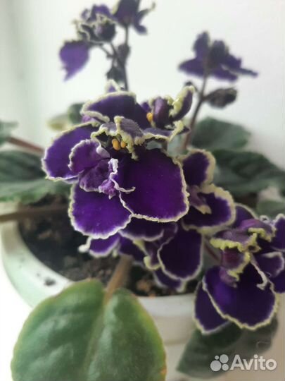 Сортовые фиалки
