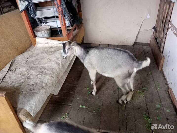 Козлик от молочной козы