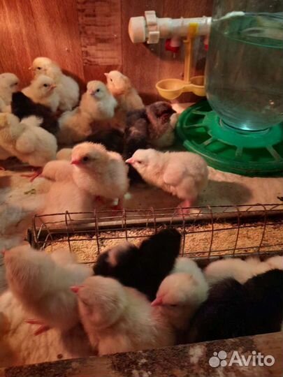 Цыплята