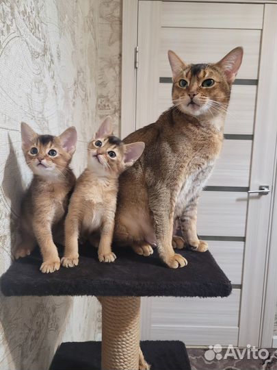 Абесинские котята