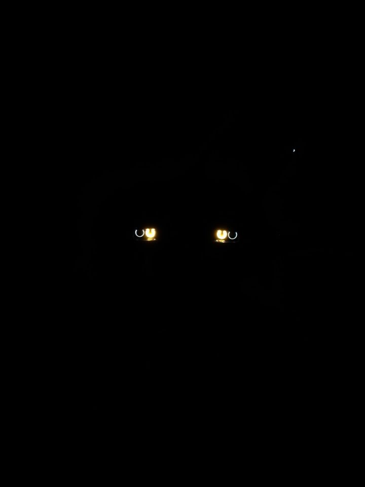 Dodge Challenger: фото владельца