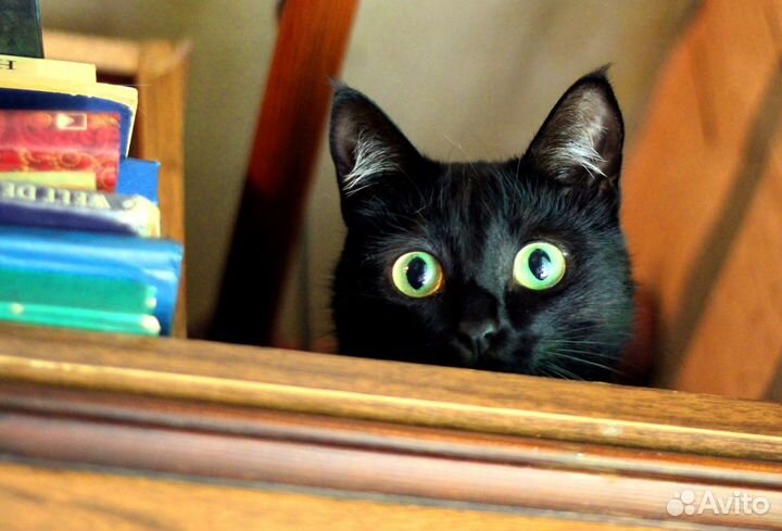 Ласковая кошечка Мэри - в добрые руки