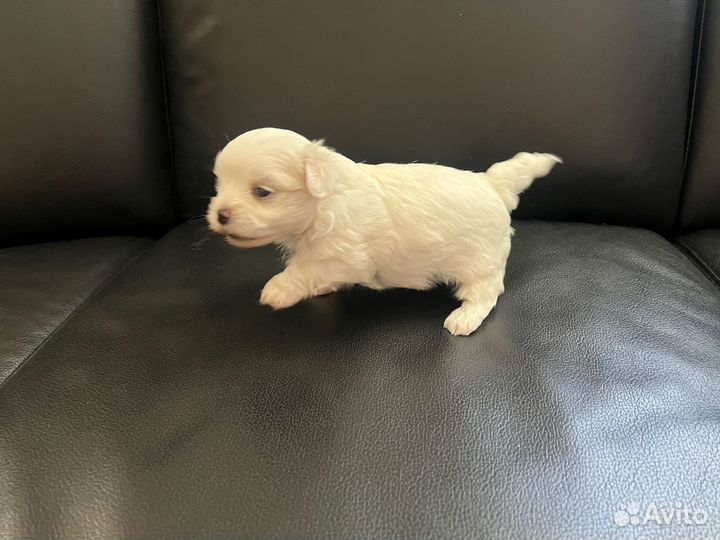 Щенки мальтезе