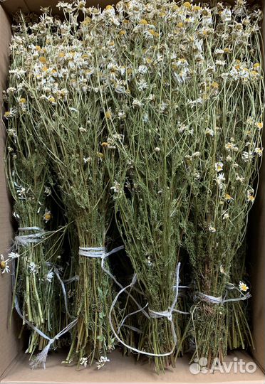 Травы для бани. Травы для чана