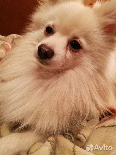 Домашняя передержка собак