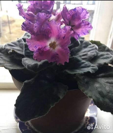 Фиалки, герань, катарантус