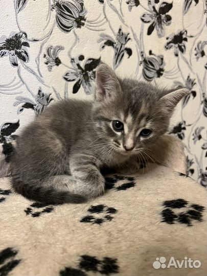 Котята тайской кошки