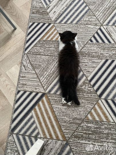 Котенок в добрые руки