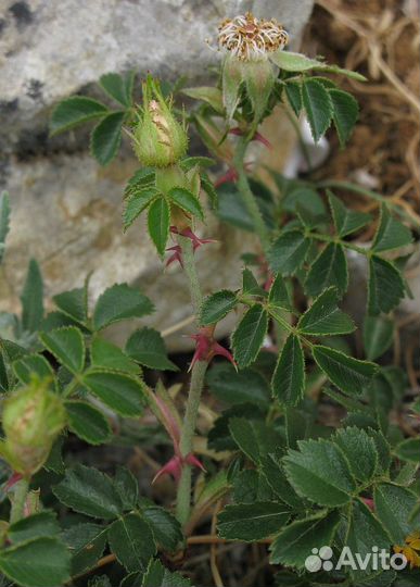 Семена Шиповник Турецкий