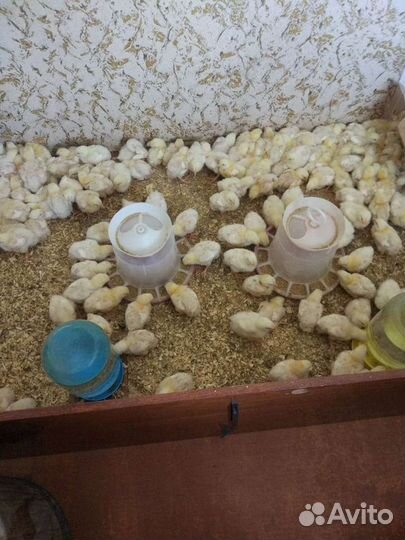 Цыпленок бройлера кобб 500