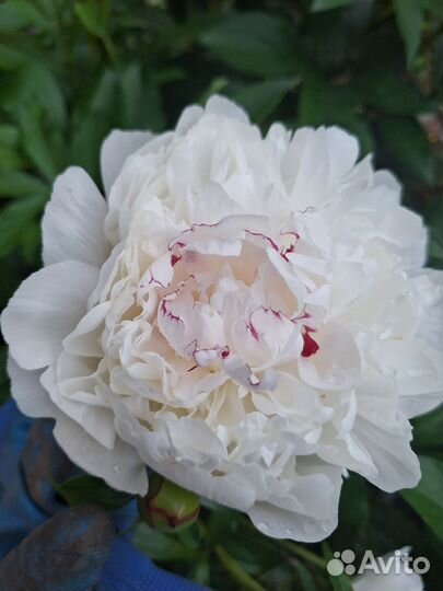 Пионы Брачная ночь, Бардзелла, Белый Авалаш