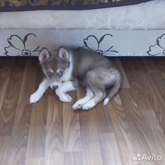 Щенок хаски