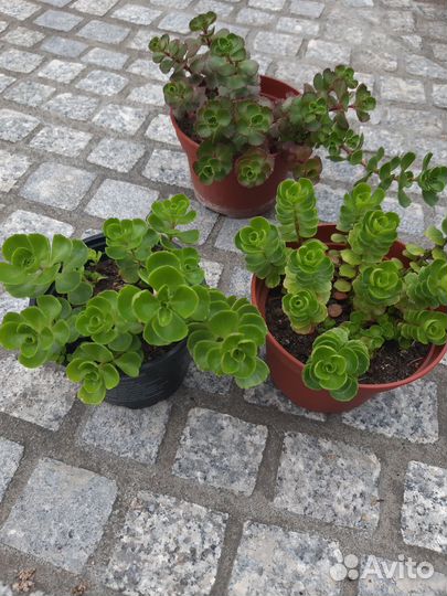 Очиток, молодило