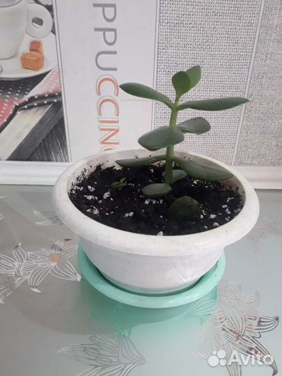 Крассула толстянка