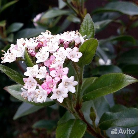 Калина, вечнозеленый цветущий кустарник