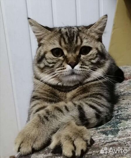 Кот шотландец вязка