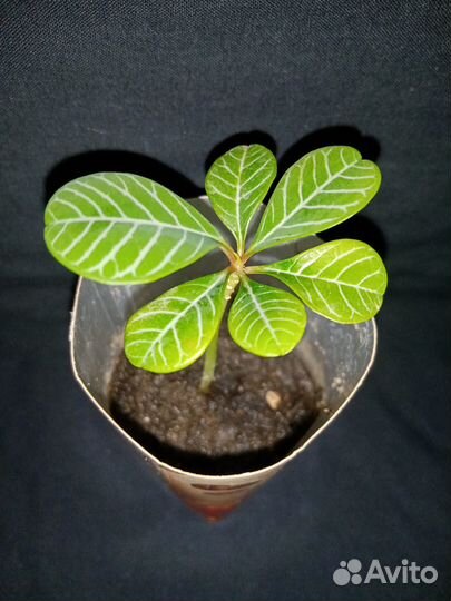 Молочай беложилковый или беложильчатый