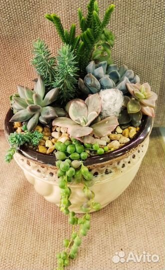 Садик из суккулентов