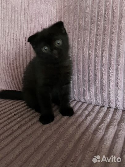 Британский котенок