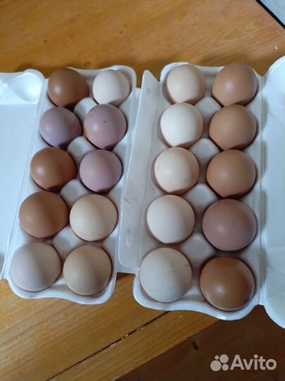 Инкубационное яйцо кур несушек