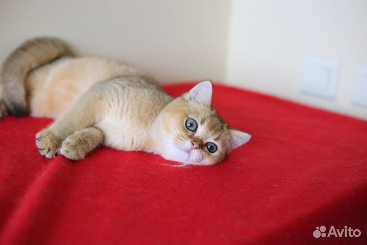 Британская золотая шиншилла bri ny25