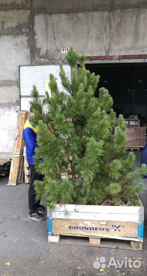 Саженцы кедра от производителя экстра класс