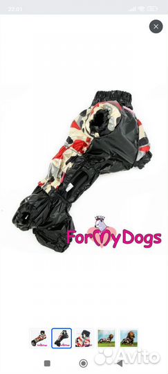 Дождевик для таксы мальчика