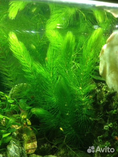 Растения для аквариума: мох рыбки Наяс+Стрелолист