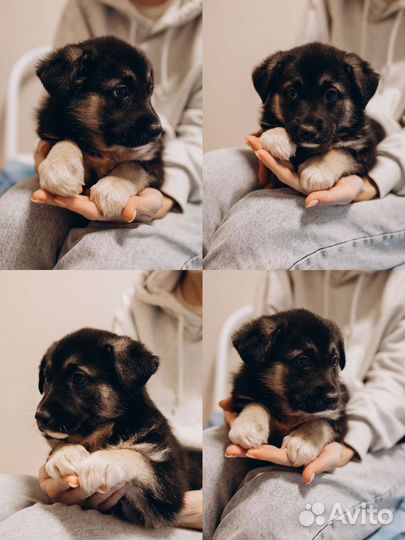 Собака в добрые руки щенок