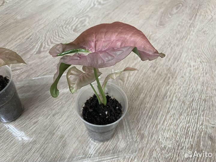 Сингониумы неон пинк