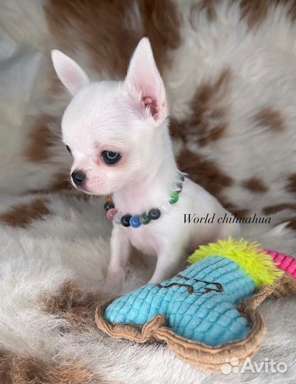 Микро Luxury Мальчик