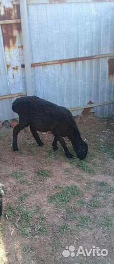 Овцы бараны