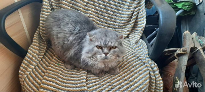 Ищем дом для кошки