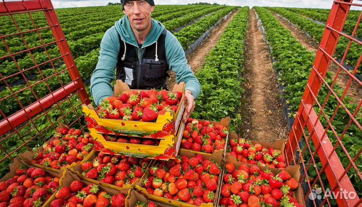 Работа в тепличные комплексы