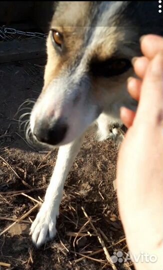 Лучшая Собака друг в добрые руки