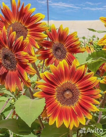 Подсолнечник Глориоза Ивнинг 1 гр