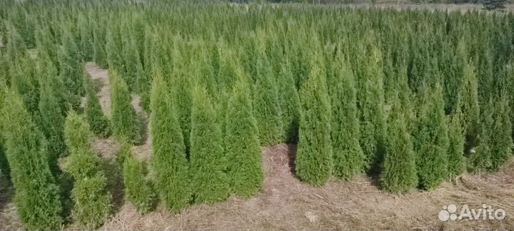 Туя Смарагд