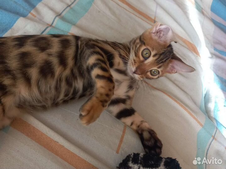 Бенгальский кот