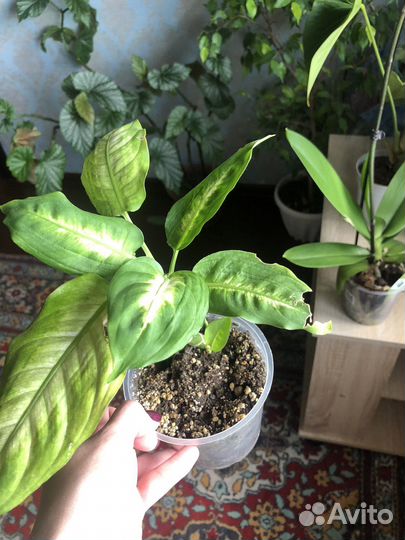 Диффенбахия