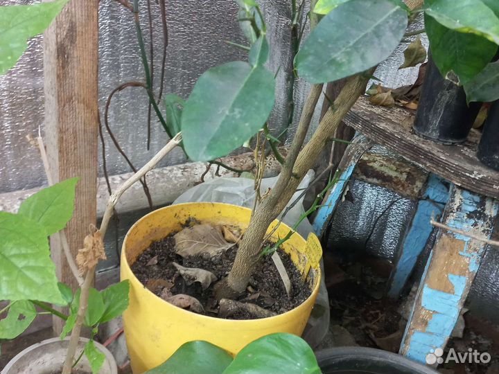 Дички лимонов и помело для прививок