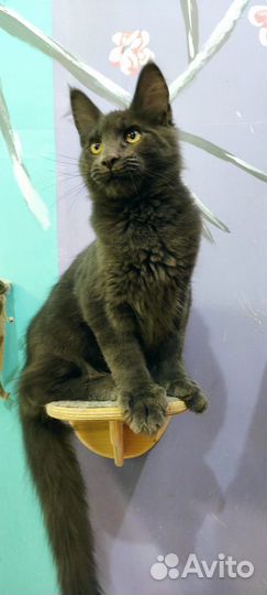 Мейн-кун мальчик голубой солид 4 мес