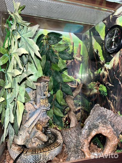 Реснитчатый бананоед геккон с террариумом