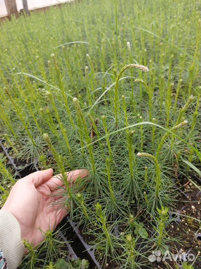 Саженцы сосны и ели окс оптом