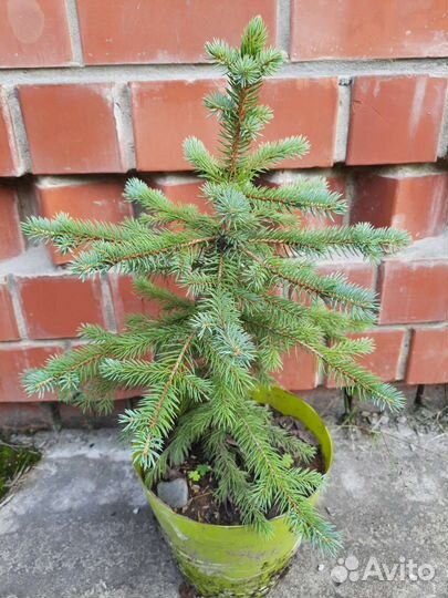 Голубая ель, кедр, хоста, подснежник красный