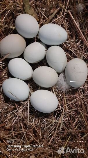 Утиные яйца, яйца породных кур