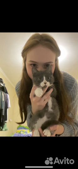 Серый котик