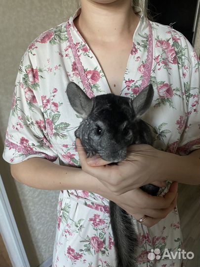Шиншилла мальчик