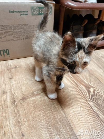 Кошка в добрые руки