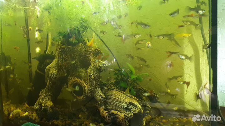 Растения и рыбки(гуппи,моллинезия,данио,тернеция)