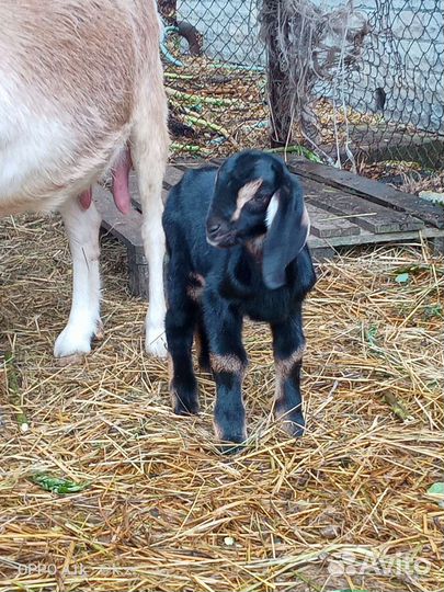 Нубийские козлята. Козлик и козочка